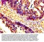 CASP7 Antibody
