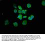 CASP7 Antibody