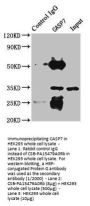 CASP7 Antibody