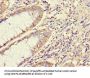 ATG5 Antibody