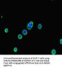 ATG5 Antibody