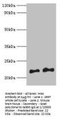 Hras Antibody