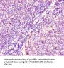 Hras Antibody