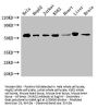 SMAD2 Antibody