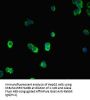 SMAD2 Antibody