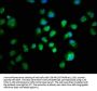 SMAD2 Antibody