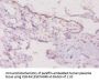 Ifng Antibody