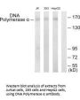 POLA1 Antibody