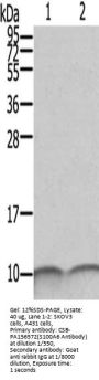 S100A6 Antibody