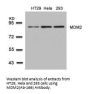MDM2 (Ab-166) Antibody