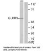 GK3P Antibody