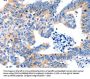 LRPAP1 Antibody