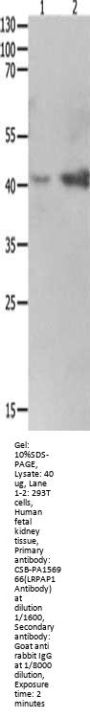 LRPAP1 Antibody