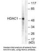 HDAC1 Antibody