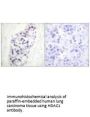 HDAC1 Antibody