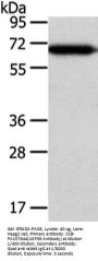 USP39 Antibody