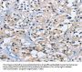 DUSP19 Antibody