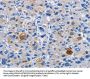 DUSP19 Antibody