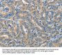 PIK3R4 Antibody