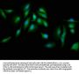 PRKCD Antibody