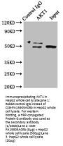 AKT1 Antibody