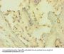 AKT1 Antibody