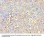 AKT1 Antibody