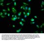 AKT1 Antibody
