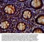 AKT1 Antibody