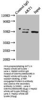 AKT1 Antibody