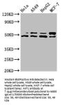 AKT1 Antibody