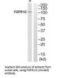 FGFR1/FGFR2 (Ab-463) Antibody