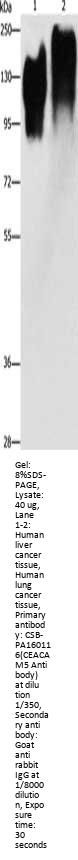 CEACAM5 Antibody