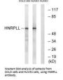 HNRNPLL Antibody