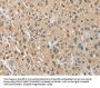 ARHGEF5 Antibody