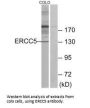 ERCC5 Antibody