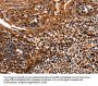 HSPD1 Antibody