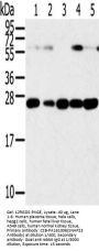 SNAP23 Antibody