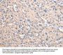 Rabbit anti-human VAMP4 polyclonal antibody