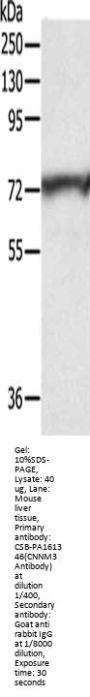 CNNM3 Antibody