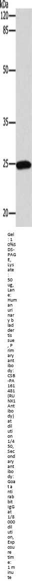 RUNX1 Antibody