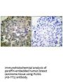 PLCG1 (Ab-771) Antibody