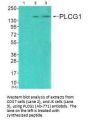 PLCG1 (Ab-771) Antibody