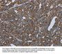 NDUFA13 Antibody