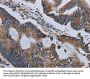 NDUFA13 Antibody