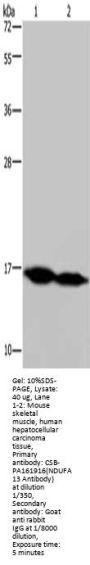 NDUFA13 Antibody