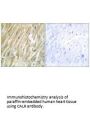 CALR Antibody