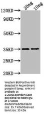 WRKY47 Antibody