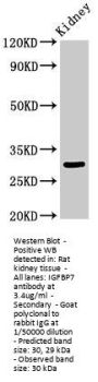 IGFBP7 Antibody