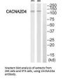 CACNA2D4 Antibody